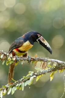 Collared Aracari (Pteroglossus torquatus), Costa Rica