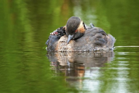 Black-necked Grebe (Podiceps nigricollis) chick, Netherlands