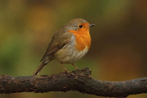 European Robin (Erithacus rubecula), Utrecht, Netherlands