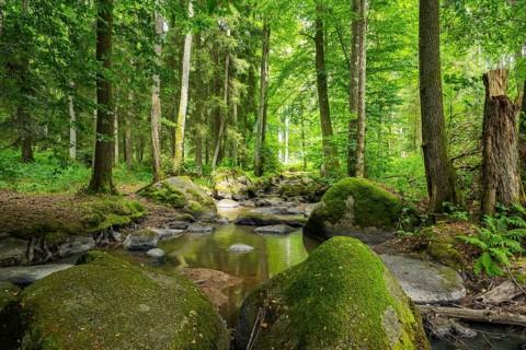 A little river flowing through the forest in the hunts by Turn and Taxis in early summer near