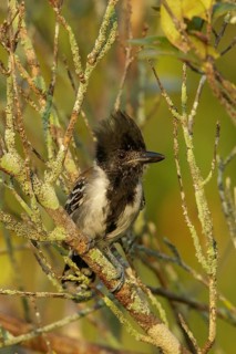Black-crested Antshrike (Sakesphorus canadensis) perched on a branch in the grasslands of Guyana
