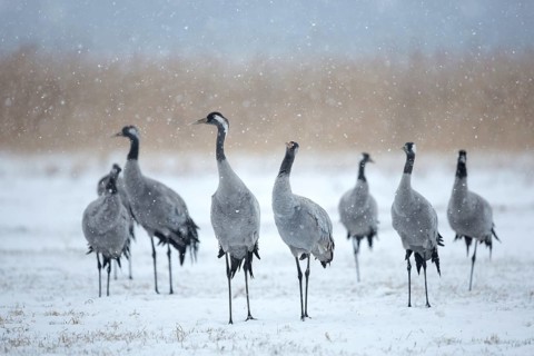 Common Crane (Grus grus) group, Mecklenburg-Western Pomerania, Germany
