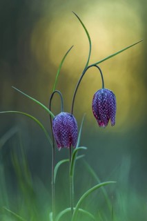 Snake's Head (Fritillaria meleagris) flowering in morning light, Teutoburg Forest, Lower Saxony,