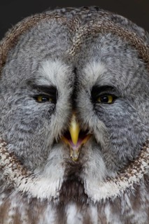 Great grey owl (Strix nebulosa) adult bird of prey head portrait, England, United Kingdom