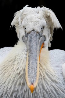 Dalmatian pelican (Pelecanus crispus), portrait, black background, captive, Schönbrunn Zoo, Vienna,