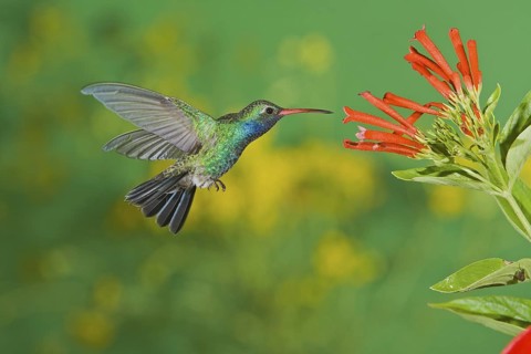 Broad-billed Hummingbird Cynanthus latirostris Amado, Arizona, United States 20 August Adult Male