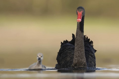 Black Swan (Cygnus atratus), North Rhine-Westphalia, Germany
