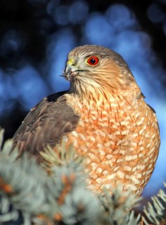Sharp-shinned Hawk (Accipiter striatus), Saskatchewan, Canada