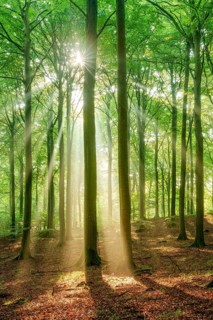 The sun shines through a near-natural beech forest (Fagus sp.) with morning mist, Stubnitz forest