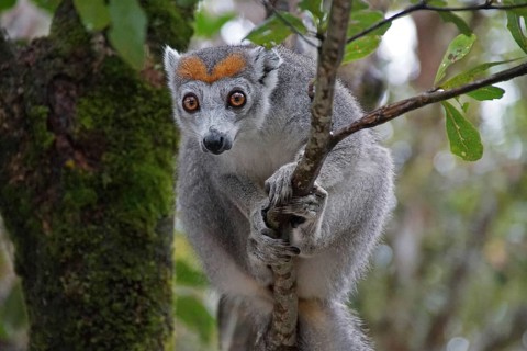 Lemur, Madagascar, Sifaka, Prophithecus, National Park, Madagascar