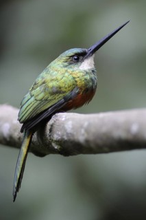 Rufous-tailed Jacamar (Galbula ruficauda) male, Pantanal, Brazil
