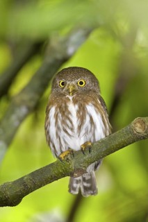 Colima Pygmy-Owl Glaucidium palmarum La Bajada, Nayarit, Mexico 27 March Adult Strigidae