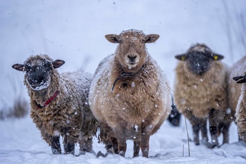 Winter weather, blowing snow, sheep on a snowy pasture, looking for food, thick fur, Elfringhauser
