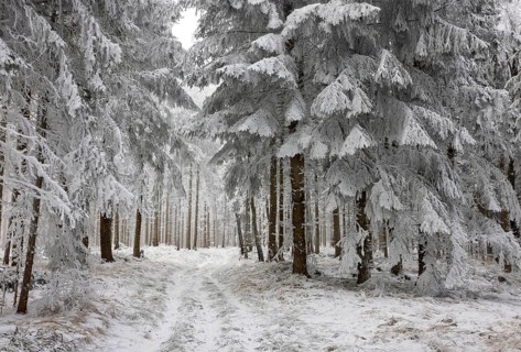 Winter landscape, forest covered with hoarfrost, Mondseeland, Salzkammergut, Upper Austria, Austria
