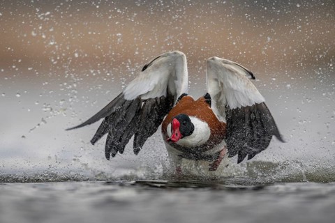 Common Shelduck (Tadorna tadorna) male taking flight, Schleswig-Holstein, Germany