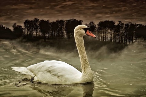 A swan at Weser River, digitally edited, Weser Uplands, Weserbergland, Hesse, Germany