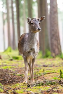 European fallow deer (Dama dama) doe in a forest in autumn, Bavaria, Germany