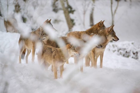 Five wolves stand together in the snow of the forest, their attitude alert and watchful, winter,