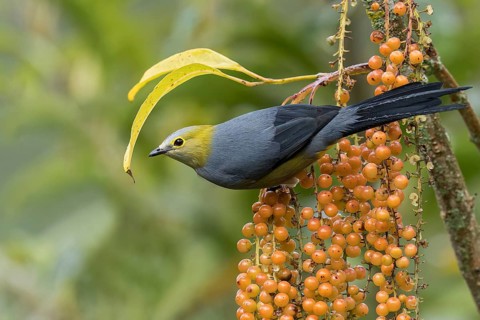 Long-tailed Silky-flycatcher (Ptiliogonys caudatus) perched on a branch in Panama