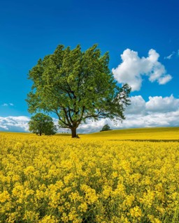 Large old solitary oaks in a blooming rapeseed field in spring under blue sky with cumulus clouds,