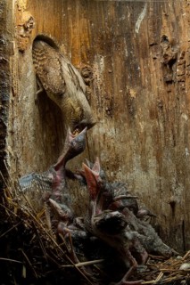 Eurasian Wryneck (Jynx torquilla) feeding chicks in nesting box, Saxony, Germany