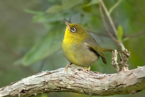 Slender-billed White-eye (Zosterops tenuirostris) perched on a branch, Norfolk Island, Australia