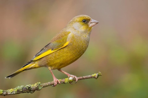 European Greenfinch (Chloris chloris) male perched on a branch, Lower Saxony, Germany