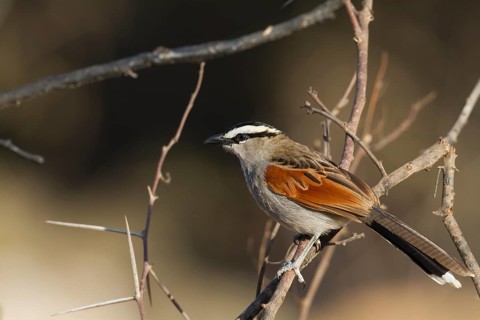 Black-crowned Tchagra - Senegaltschagra - Tchagra senegalus ssp. cucullatus, Morocco