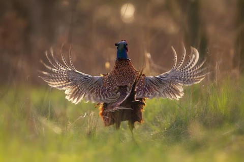 Common Pheasant (Phasianus colchicus) male flapping wings, North Rhine-Westphalia, Germany