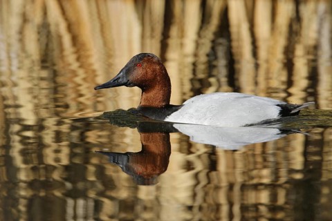 Canvasback (Aythya valisineria) male, Arizona, USA