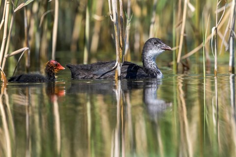 Eurasian Coot (Fulica atra) young bird from first brood leading young bird from second brood,