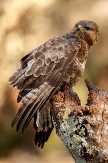 Common Buzzard (Buteo buteo), perched on a branch, Castile and Leon, Spain