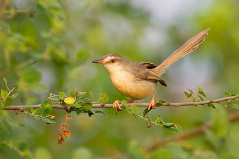 Plain Prinia (Prinia inornata) perched on a branch, Phetchaburi, Thailand