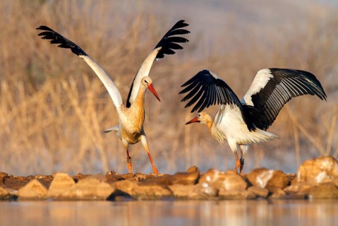 White Stork (Ciconia ciconia), Castile-La Mancha, Spain