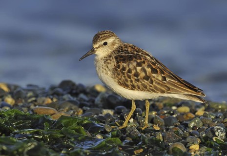 Least Sandpiper (Calidris minutilla), British Columbia, Canada