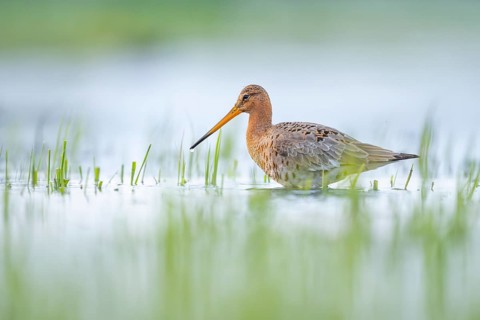 A black-tailed godwit (Limosa limosa) stands in the water between grass in a natural environment on