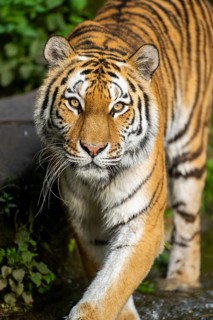 Siberian tiger or Amur tiger (Panthera tigris altaica) walking on the ground, Bavaria, Germany