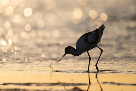 Avocet (Recurvirostra avosetta), Texel, Netherlands