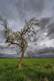A tree with flowers is seen in a green field. Dark clouds sweep across the sky. The surrounding