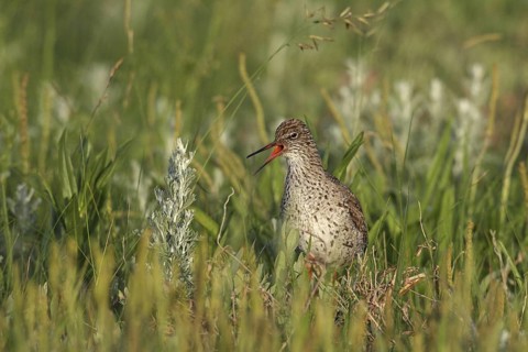 Common Redshank (Tringa totanus) male calling, Lower Saxony, Germany