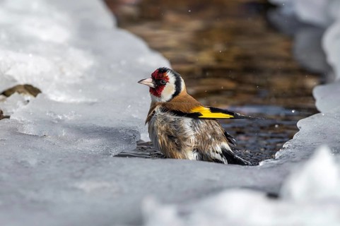 European Goldfinch (Carduelis carduelis) bathing in a icy stream, Mecklenburg-Western Pomerania,