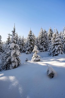 Snowy winter forest, Ascent to the Teufelstättkopf, Snowy mountain landscape, Ammergau Alps,