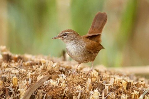 Cetti's Warbler (Cettia cetti), on floor, Castile-La Mancha, Spain