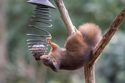 Squirrel (Sciurus vulgaris), Emsland, Lower Saxony, Germany