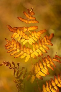 Fern (Tracheophyta), withered, brown, yellow and orange glowing, brown spots, close-up, autumn,