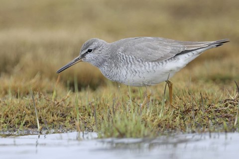 Grey-tailed Tattler (Tringa brevipes), Alaska, USA