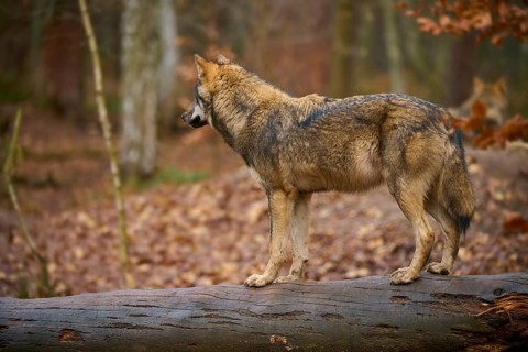 A wolf stands vigil on a log in autumn forest, Wolf (Canis lupus), Germany