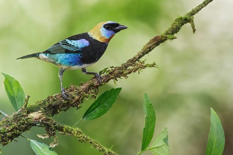 Golden-hooded Tanager (Tanagara larvata) perched on a branch in Costa Rica