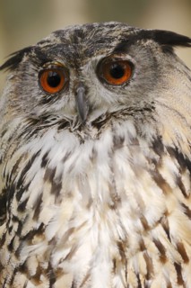 Eurasian eagle-owl (Bubo bubo), portrait, captive, North Rhine-Westphalia, Germany