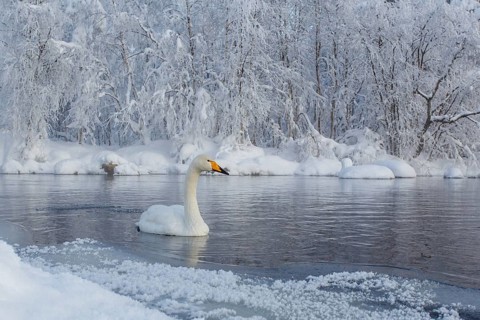 Whooper Swan (Cygnus cygnus), Finland